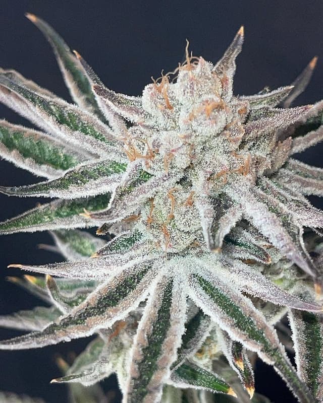 Ctrl-Alt-Delete (Indica) cannabis strain