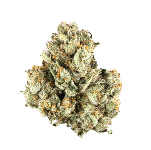 Green Queen (Hybrid) cannabis strain