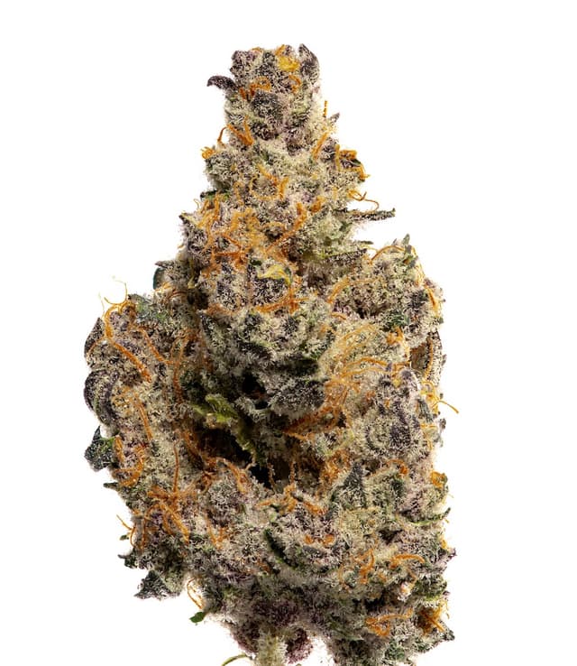 Tropical Infusion (Hybrid) cannabis strain