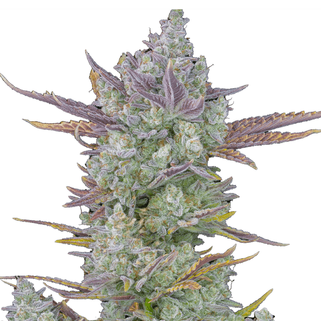 Gorilla Cookies Auto (Hybrid) cannabis strain