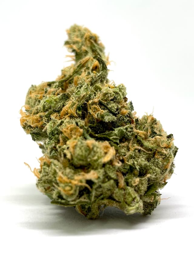 Orange Safari (Hybrid) cannabis strain