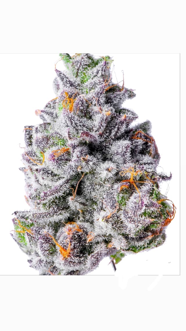 Mega Dummiez (Hybrid) cannabis strain