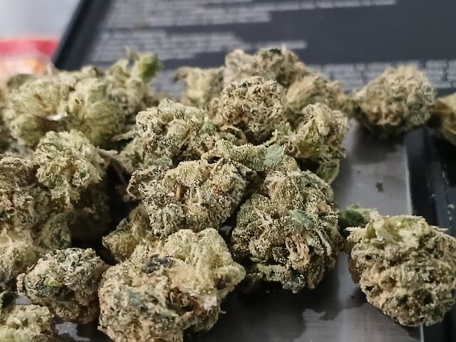 Casino Kush (Hybrid) cannabis strain