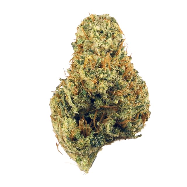 Dutch Treat (Hybrid) cannabis strain