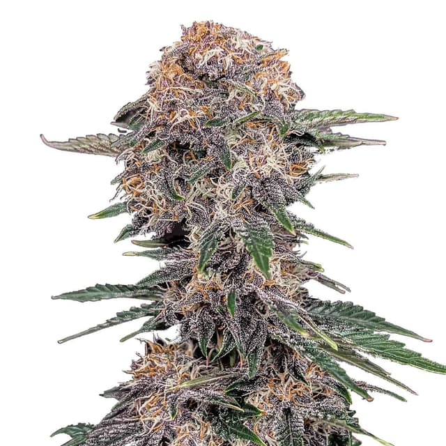 Cherry Cola Auto (Hybrid) cannabis strain