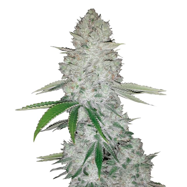 Gorilla Auto (Hybrid) cannabis strain