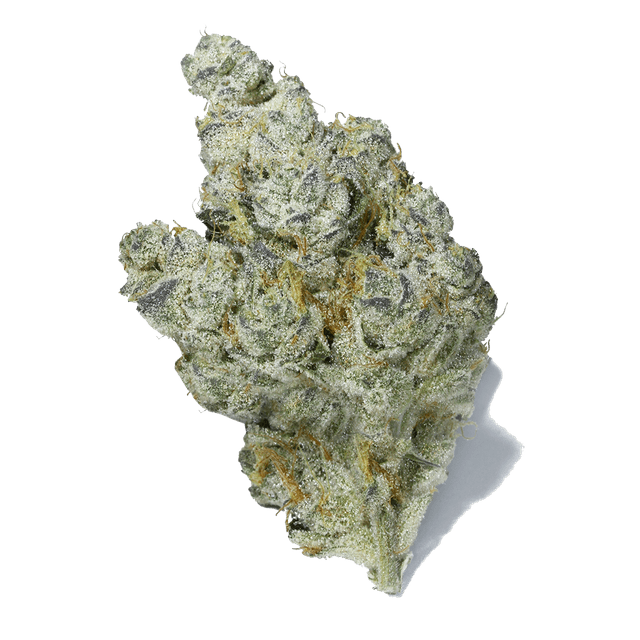 Brownie Scout (Indica) cannabis strain