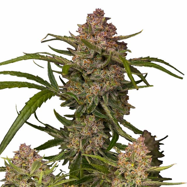 Guava Auto (Hybrid) cannabis strain