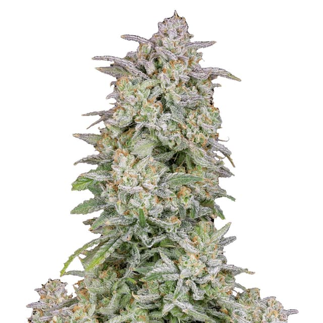 Forbidden Runtz Auto (Hybrid) cannabis strain