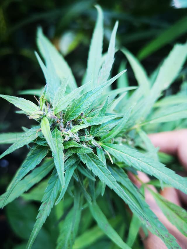 Philippines Landrace (Sativa) cannabis strain