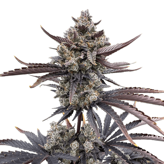 Banana Purple Punch Auto RF3 (Indica) cannabis strain