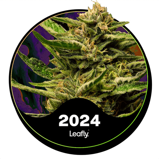 Super Boof (Hybrid) cannabis strain