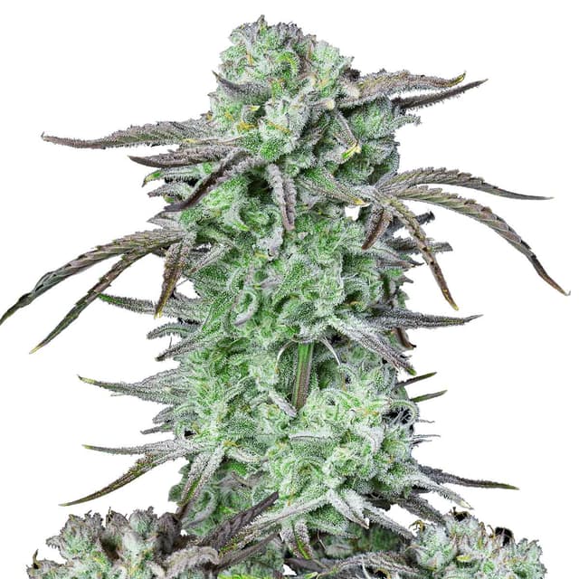 Strawberry Banana Auto (Hybrid) cannabis strain