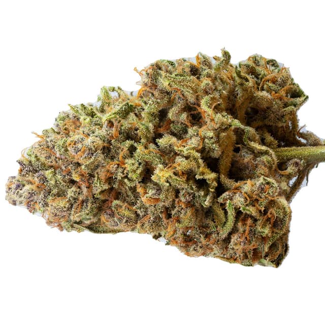 Papaya Zoap Auto (Hybrid) cannabis strain