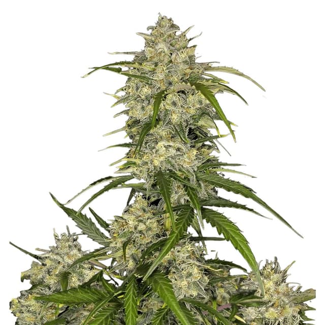 Sour Jealousy Auto (Hybrid) cannabis strain