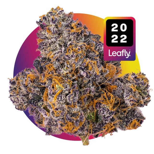 Jealousy (Hybrid) cannabis strain