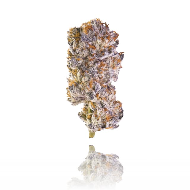 White Dahlia (Hybrid) cannabis strain