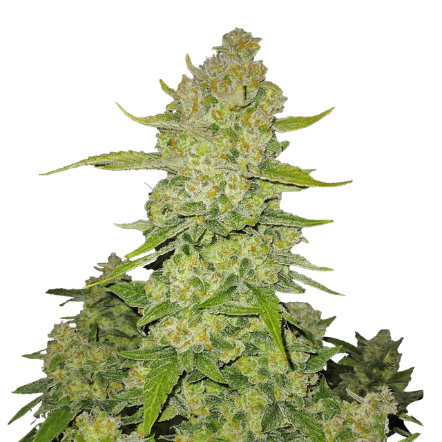 Papaya Cookies Auto (Hybrid) cannabis strain