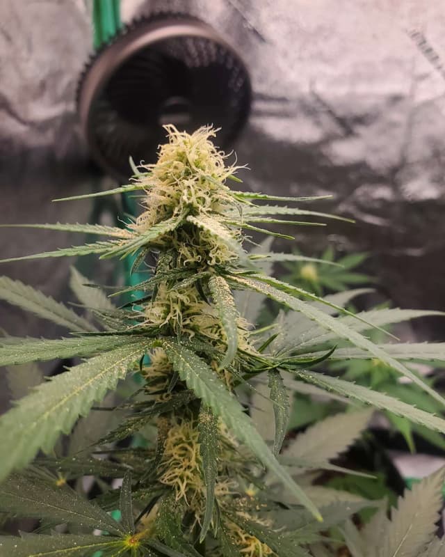 Green Glizzy (Indica) cannabis strain