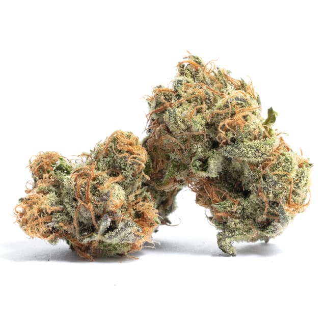 Cheese Quake (Hybrid) cannabis strain