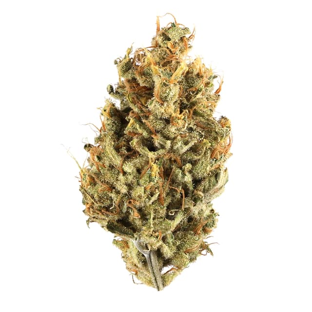 Black Jack (Hybrid) cannabis strain